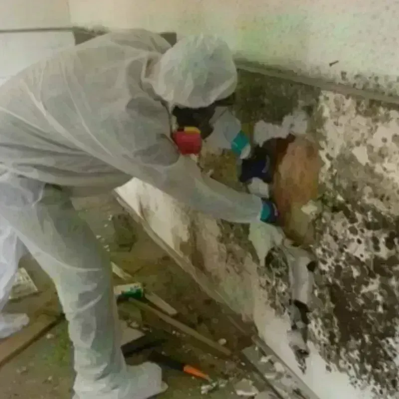 Mold Remediation and Removal in Monte Sereno, CA